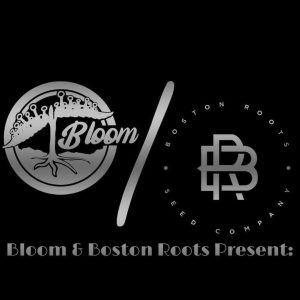 Boston Roots Seed Co x Bloom Seed Co | Candy Payton