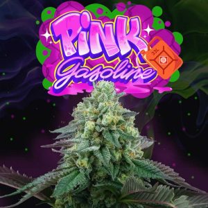 Perfect Tree Seeds | Pink Gasoline