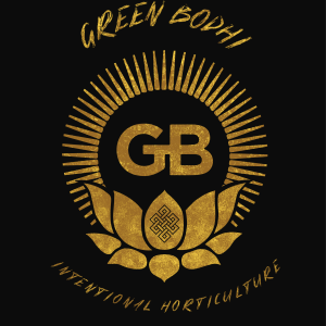 Green Bodhi | Platinum Affie 78 | OGLA Collection