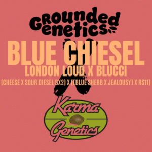 Grounded Genetics | BLUE CHIESEL