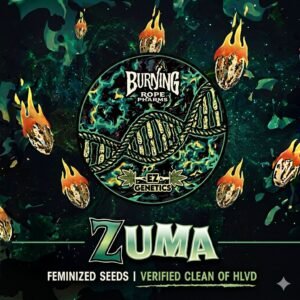 Burning Rope – EZ Genetics | Blue Honey | Fems