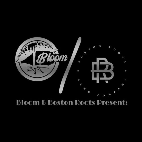Sticky Maple – Boston Roots Seed Co x Bloom Seed Co regular seeds pack