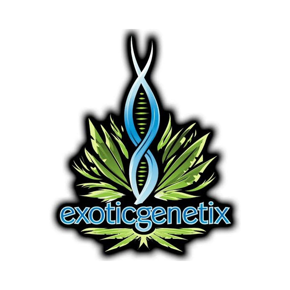 Boom Squad – Exotic Genetix feminized seeds pack
