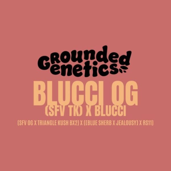 Blucci OG – Grounded Genetics feminized seeds pack