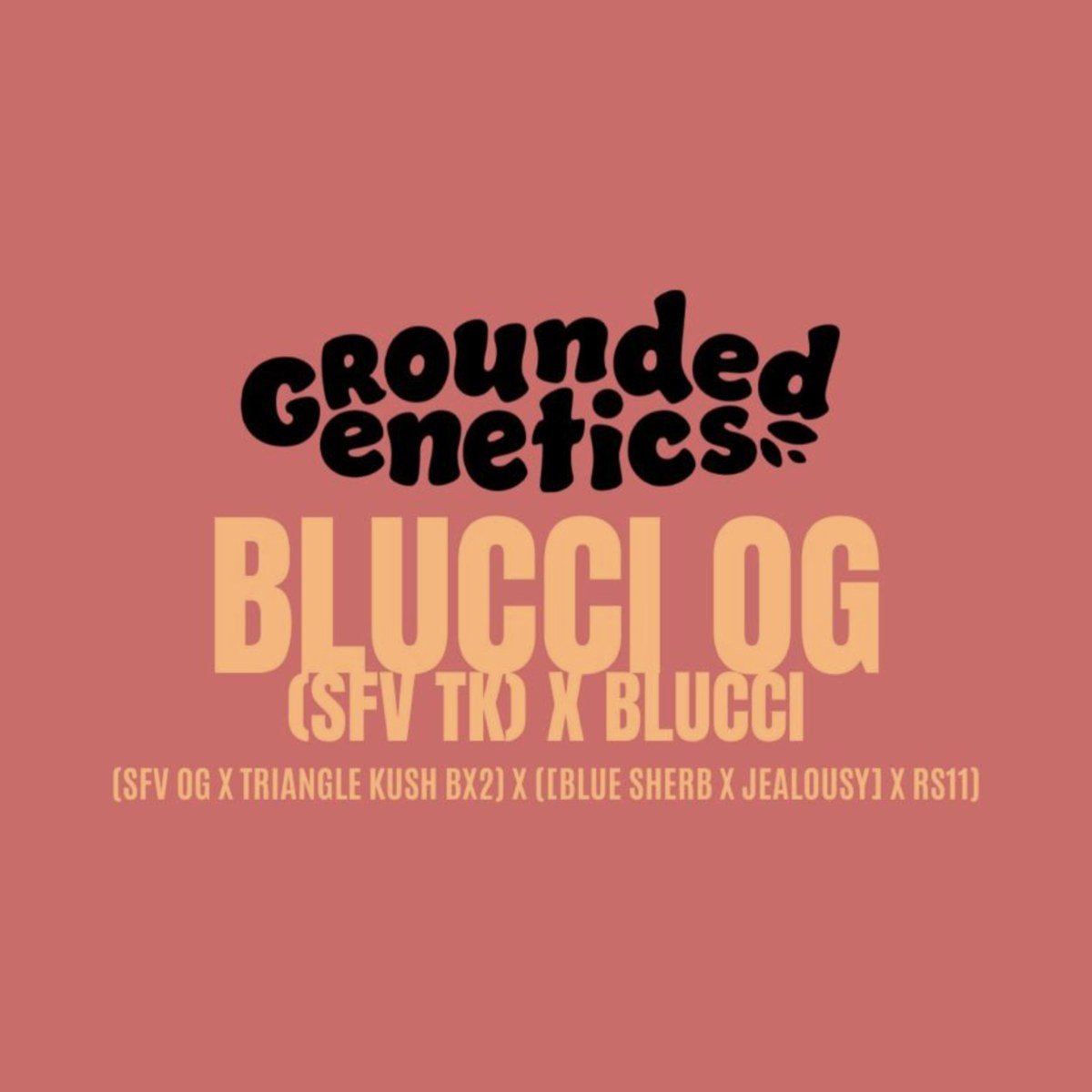 Blucci OG – Grounded Genetics feminized seeds pack