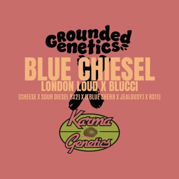 Blue Chiesel – Grounded Genetics feminized seeds pack