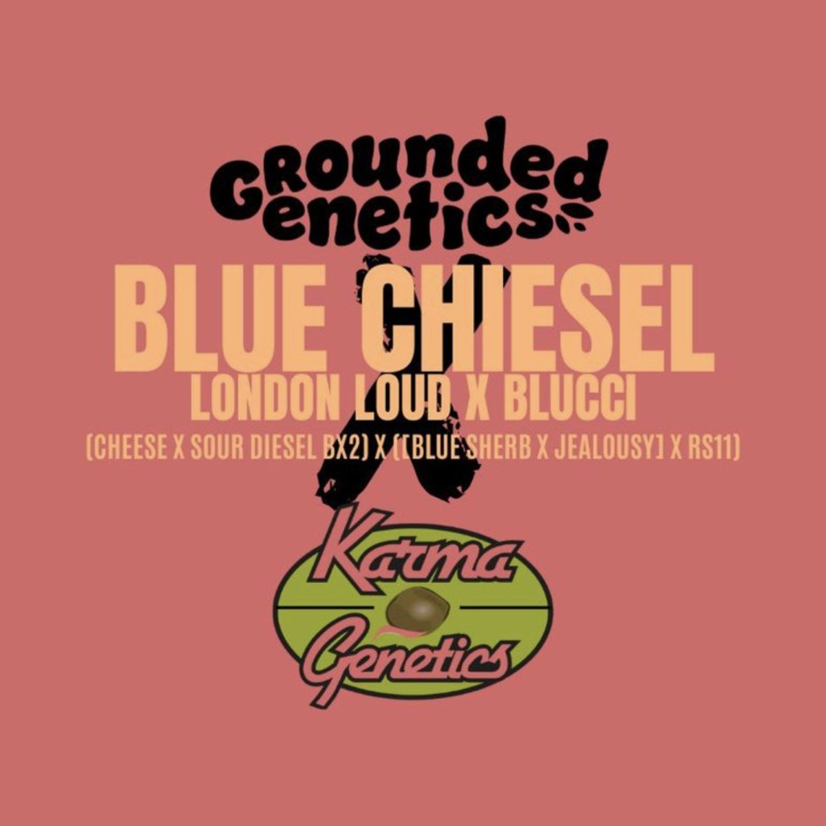 Blue Chiesel – Grounded Genetics feminized seeds pack