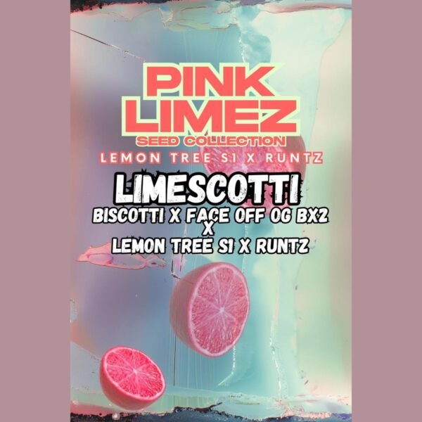 Limescotti – Grounded Genetics feminized seeds pack