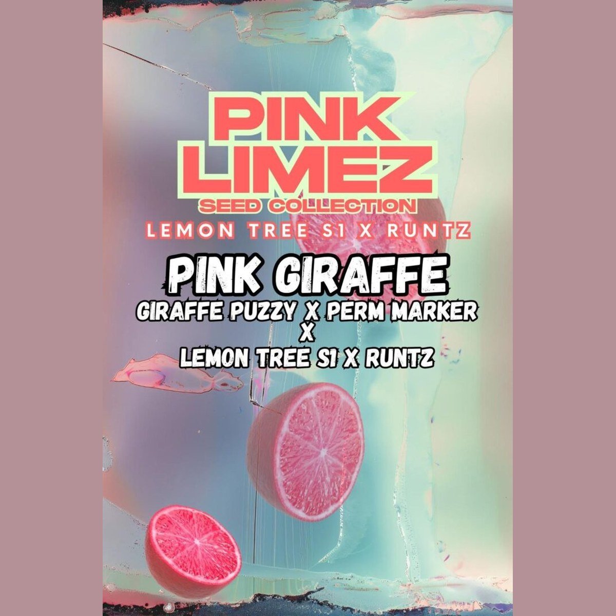 Grounded Genetics | PINK GIRAFFE
