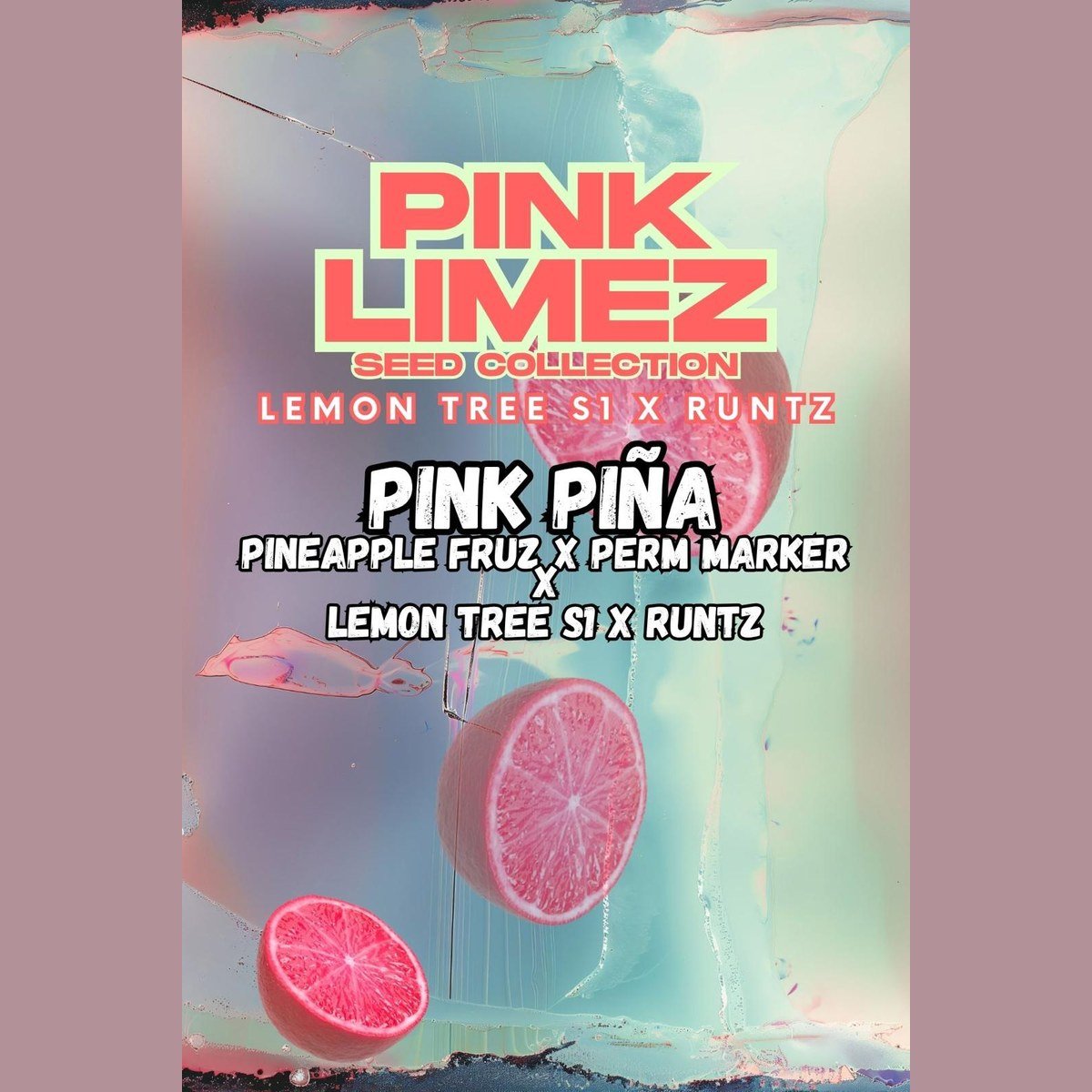 Pink Piña – Grounded Genetics feminized seeds pack
