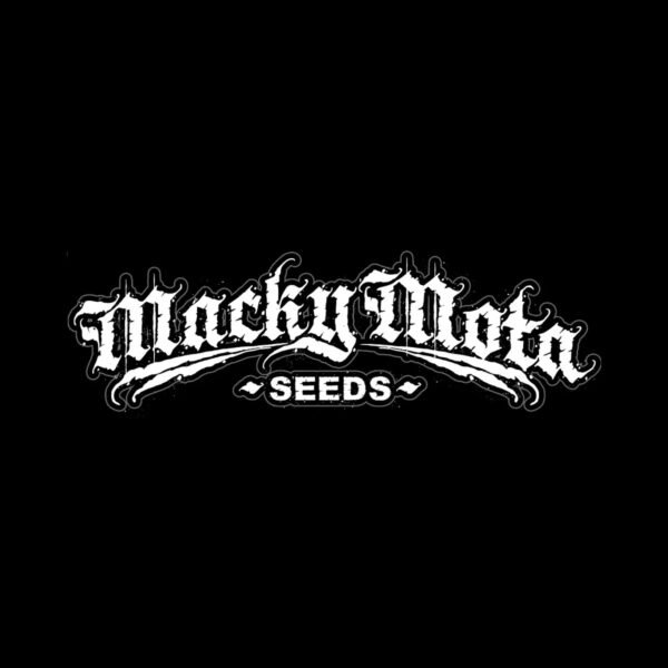 La Sucia – Macky Mota Seeds regular seeds pack