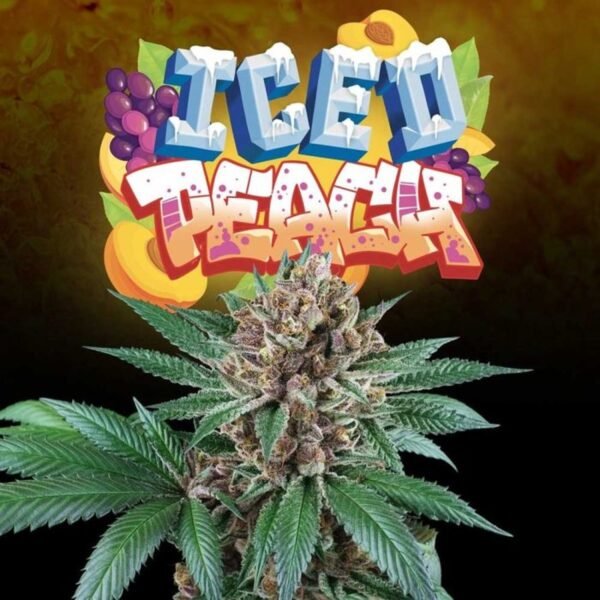 Iced Peach – Perfect Tree Seeds feminized seeds pack