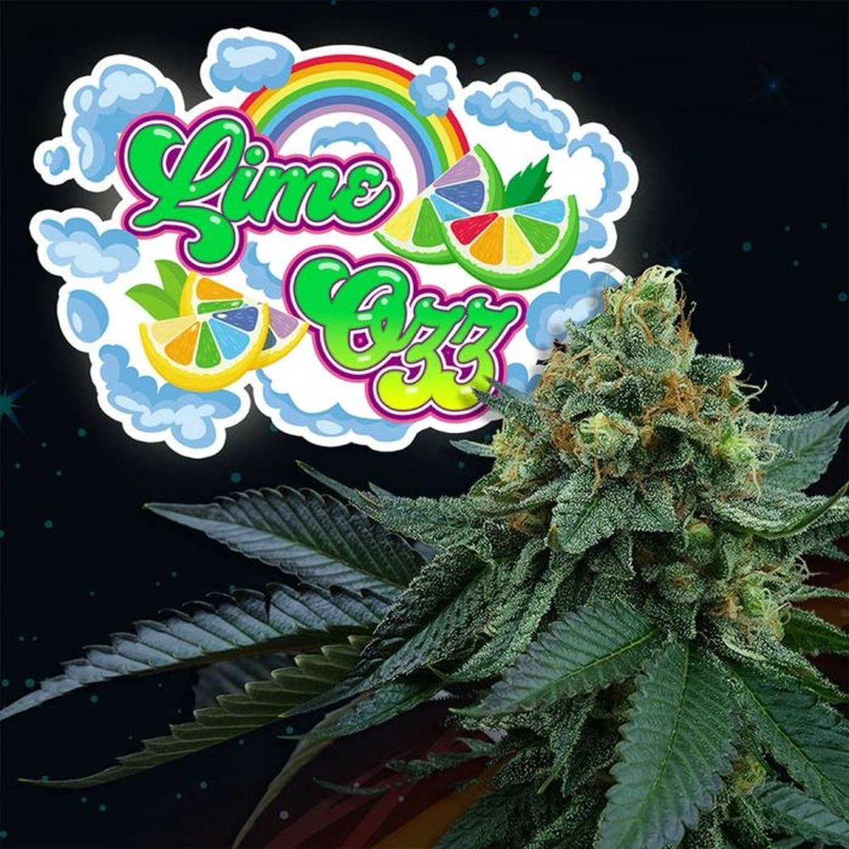 Perfect Tree Seeds | Lime OZZ