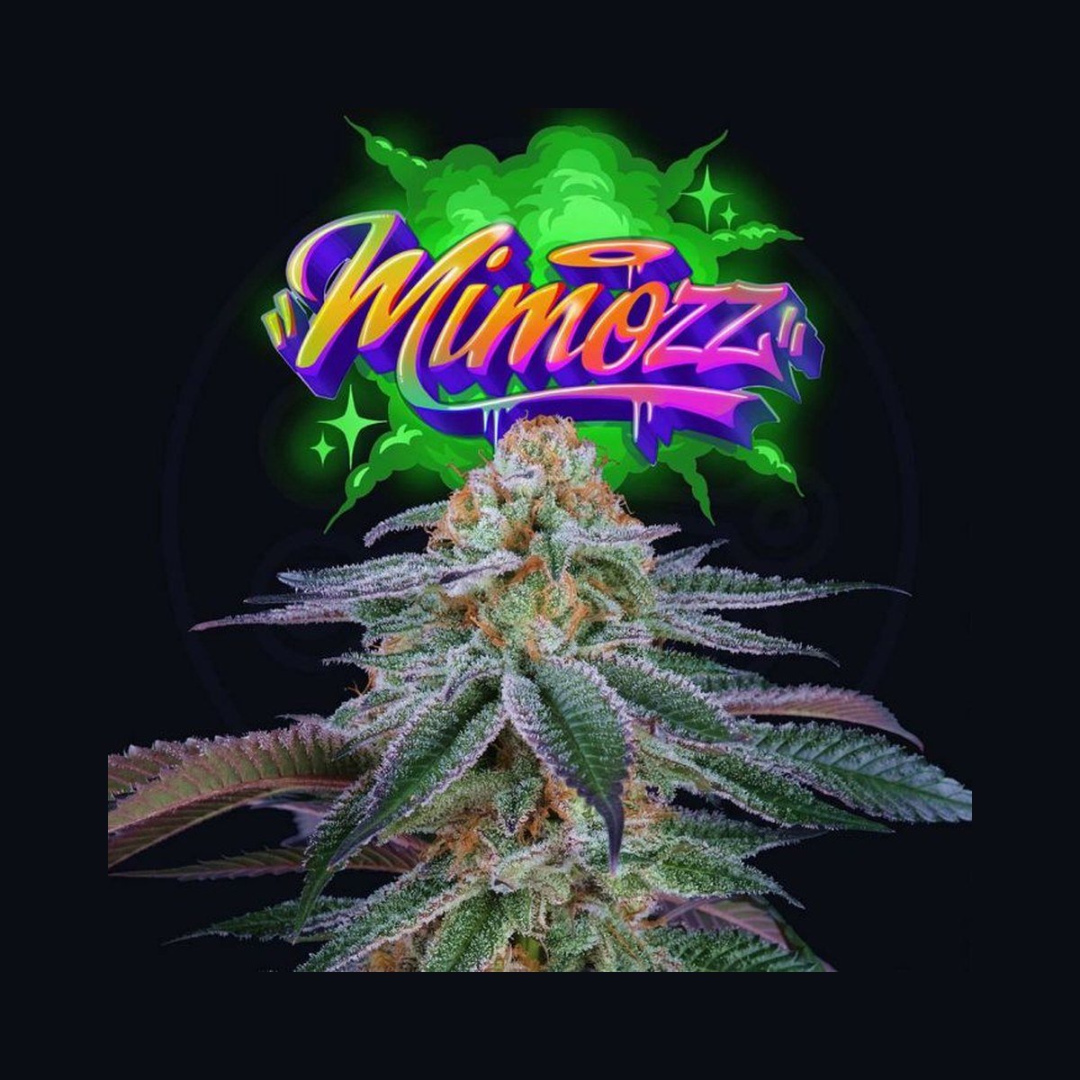 Perfect Tree Seeds | Mimozz