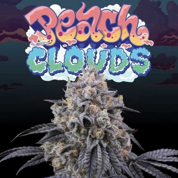 Peach Clouds – Perfect Tree Seeds feminized seeds pack