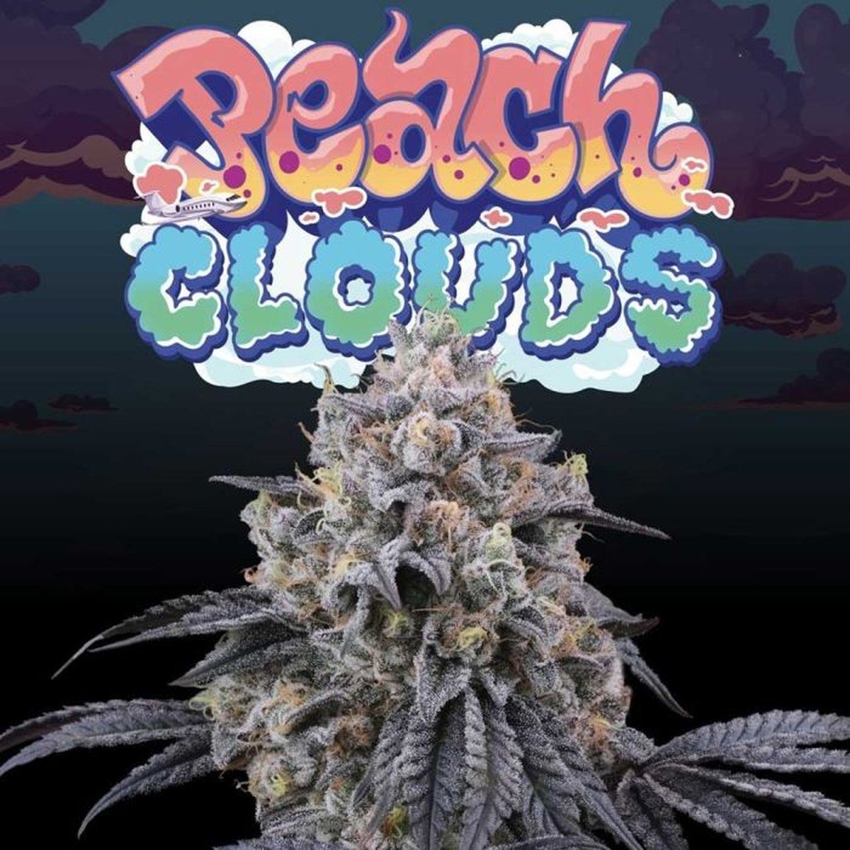 Peach Clouds – Perfect Tree Seeds feminized seeds pack
