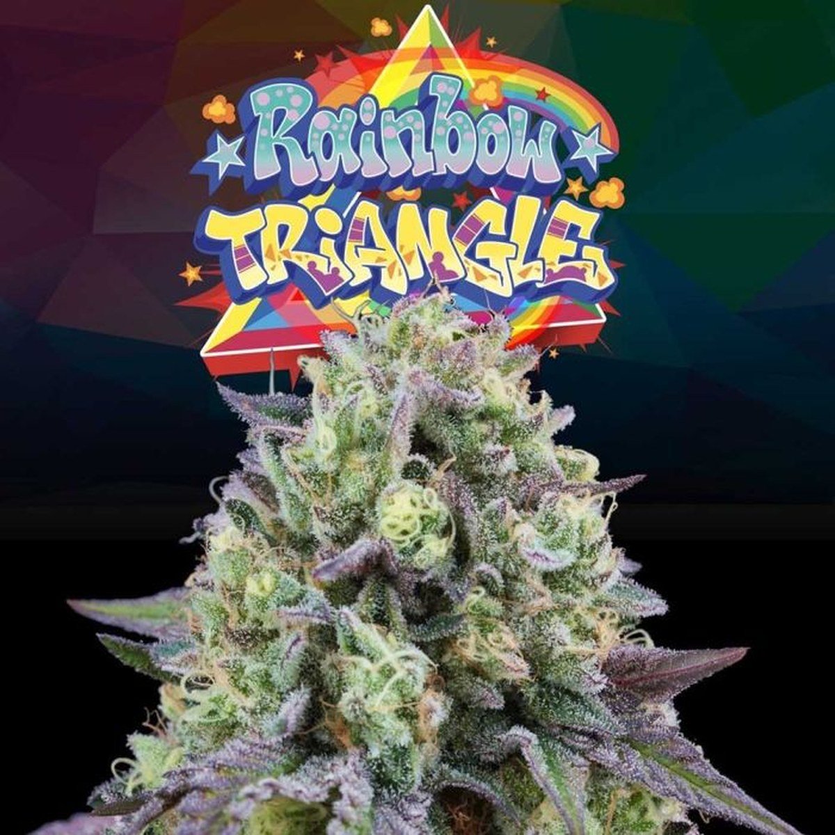 Rainbow Triangle – Perfect Tree Seeds feminized seeds pack