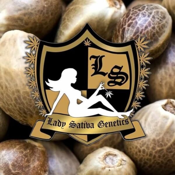 Yoga Sour Flame – Lady Sativa Genetics regular seeds pack